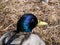 Close-up of adult, breeding male mallard or wild duck (Anas platyrhynchos) with a glossy bottle-green and purple head