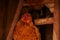 Close up of adult chicken in coop at night
