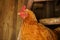 Close up of adult chicken in coop at night