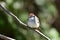 Close up of an adult Chipping sparrow bird