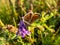 Close-up of the adult common blue butterfly or European common blue Polyommatus icarus with visible underside of wings on a