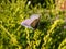 Close-up of the adult common blue butterfly or European common blue Polyommatus icarus with visible underside of wings on a