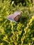 Close-up of the adult common blue butterfly or European common blue Polyommatus icarus with visible underside of wings on a