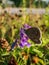 Close-up of the adult common blue butterfly or European common blue Polyommatus icarus with visible underside of wings on a