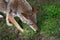 Close Up of Adult Coyote Canis latrans Sniffing Through Grass Summer