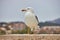 Close up of adult European herring gull Larus argentatus on the wall