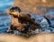 Close up of an adult female European Otter  Lutra lutra rushing out of water with a large fish