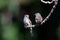 Close up of an adult and fledge Chipping sparrow bird