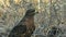 Close up adult galapagos hawk on isla santa fe in the galapagos