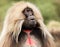 Close up of an adult Gelada monkey