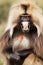 Close up of an adult Gelada monkey