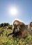 Close up of an adult Gelada monkey grazing