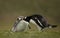 Close up of an adult Gentoo penguin pecking a chick