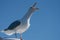Close up of adult Herring Gull Larus argentatus calling