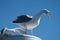 Close up of adult Herring Gull Larus argentatus calling