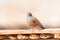 Close up of an adult House Bunting Emberiza sahari perched on a thin wooden ledge in the hot sun of Marrakesh, Morocco