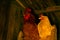 Close up, adult, imposing, rooster, chicken, coop, night, stately, grand, cock, cockerel, majestic, two, animals, birds, farming,