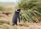 Close up of an adult Magellanic penguin