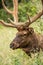 Close Up of Adult Male Elk In Colorado