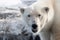 Close up of adult male polar bear, Svalbard