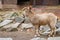 A close-up of an adult mountain goat