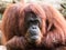 Close-up of an adult orangutan