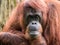 Close-up of an adult orangutan