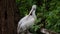 Close-up of an adult pelican sitting in a tree
