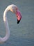 close up adult pink flamingo in its natural environment