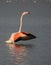close up adult pink flamingo in its natural environment, Cagliari, south Sardinia
