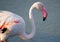 close up adult pink flamingo in its natural environment, Cagliari, south Sardinia