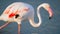 close up adult pink flamingo in its natural environment, Cagliari, south Sardinia