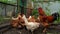 Close up of adult rooster with chickens in paddock. Portrait of stately pack leader in coop outdoor.