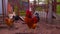 Close up of adult rooster with chickens in paddock. Portrait of stately pack leader in coop outdoor.