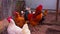 Close up of adult rooster with chickens in paddock. Portrait of stately pack leader in coop outdoor.