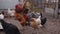 Close up of adult rooster with chickens in paddock. Portrait of stately pack leader in coop outdoor.