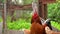 Close up of adult rooster in paddock. Portrait of stately cock outdoor