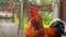 Close up of adult rooster in paddock. Portrait of stately cock outdoor