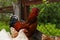 Close up of adult rooster in paddock. Portrait of stately cock outdoor.