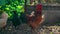 Close up of adult rooster in paddock. Portrait of stately pack leader in coop outdoor.