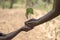 Close-up of an adult`s hand that sends the sapling to the boy`s hand to put on the ground.