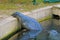 Close-up on an adult seal in the park