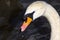 Close up of adult swan on the avon river at stratford-upon-avon midlands united kingdom