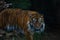 Close-up of an adult tiger in the green