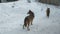 Close-up on an adult wolf. Stands and looks carefully.