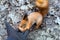 Close up of adults hand feeding squirrel in forest