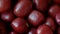 Close-up of Adzuki Beans, Vigna angularis, Selected Focus