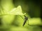 Close up of Aedes Aegypti Mosquito