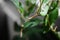 Close up of an aerial root from a Rhaphidophora Tetrasperma or Monstera Minimal house plant with a water droplet photographed from