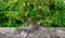 Close up of aerial roots of large banyan trees